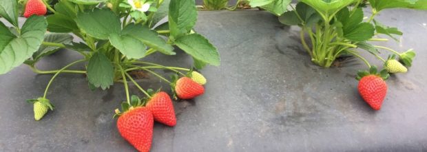 ‘Florida Brilliance’ shines on strawberry industry