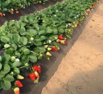 Florida-Felicity™-‘FL-17.15-86-