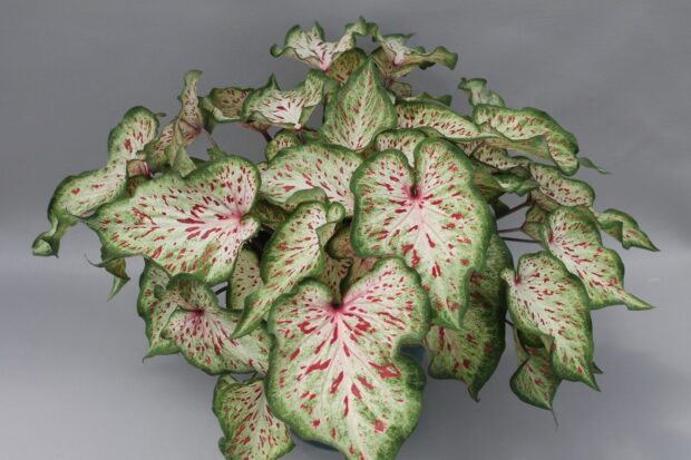 Wonderland Caladium