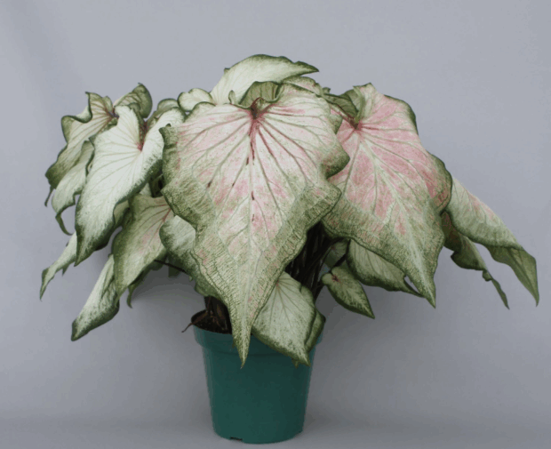 White Lightning™ 'UF-15-21'