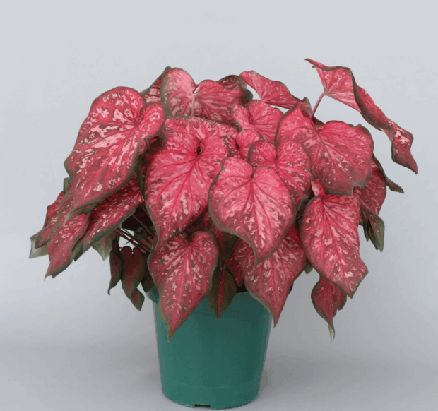 Crimson Skye™ 'UF-15-54'