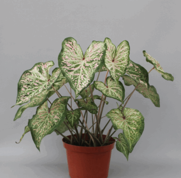 Dots Delight™ 'UF-R1410'