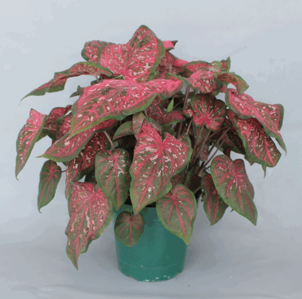 Rumbling Red™ 'UF-15-671'