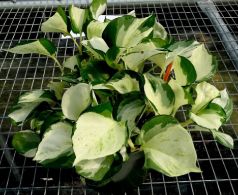 'UF-Ea-0311' Pothos