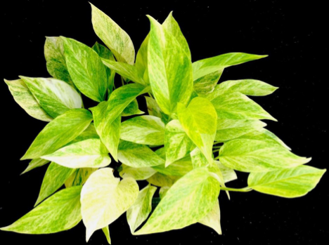 'UF-Ea-0317' Pothos